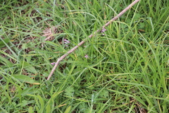 Fumaria muralis muralis