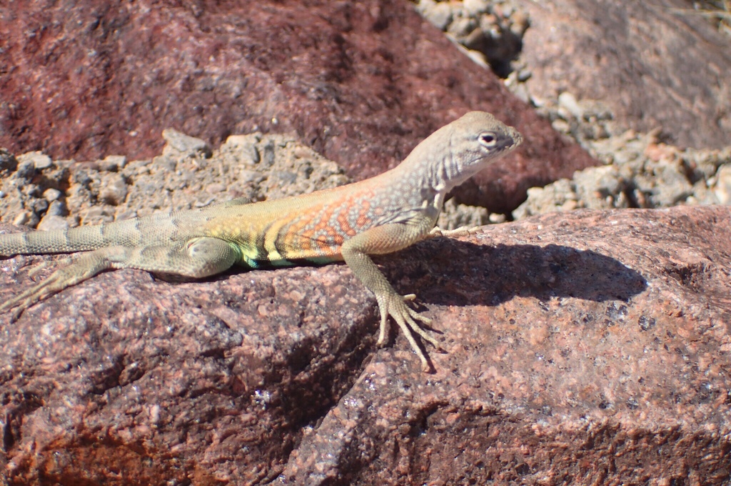 Chihuahuan Greater Earless Lizard