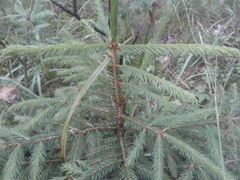 Picea abies