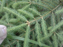 Picea abies