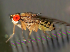 Drosophila busckii