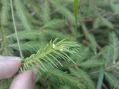 Picea abies