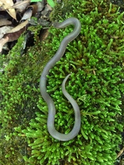 Carphophis amoenus amoenus