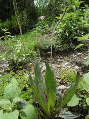 Plantago