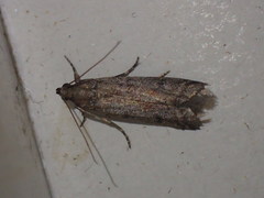 Ephestia
