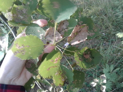 Populus tremula