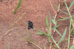 Helias phalaenoides