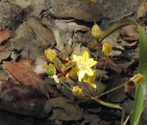 iNaturalist observation photo of Rural Skipper