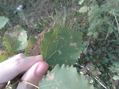 Populus tremula