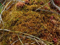 Sphagnum beothuk