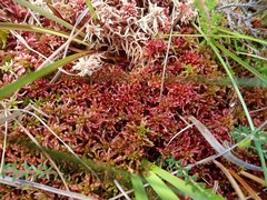 Sphagnum cuspidatum