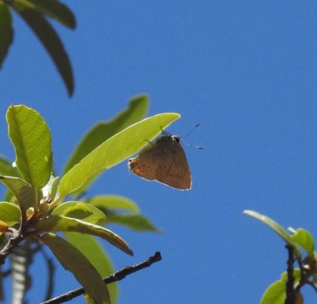 iNaturalist observation photo of California Hairstreak
