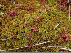 Sphagnum beothuk