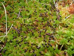 Sphagnum subnitens