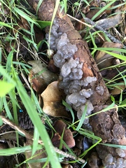 Exidia novozealandica