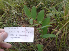Polygonatum odoratum
