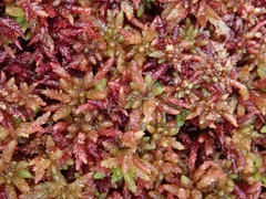 Sphagnum magellanicum