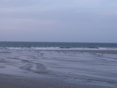 Chroicocephalus cirrocephalus