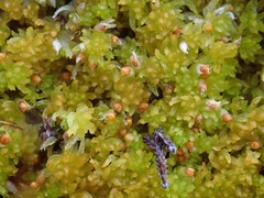 Sphagnum tenellum