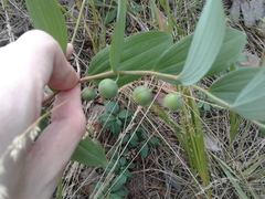 Polygonatum odoratum