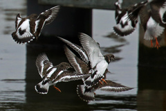 Arenaria interpres