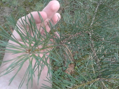 Pinus sylvestris