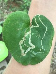 Marmara smilacisella