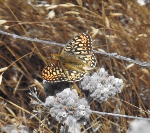 iNaturalist observation photo of Callippe Fritillary