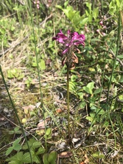 Pedicularis sudetica interior