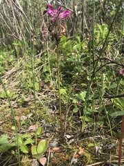 Pedicularis sudetica interior