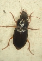 Harpalus pensylvanicus