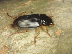 Harpalus pensylvanicus