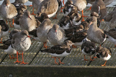 Tringa totanus