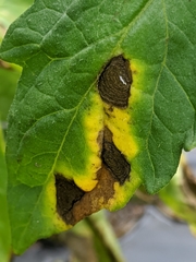 Alternaria solani