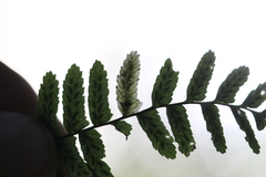 Phytoliriomyza felti