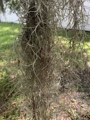 Tillandsia usneoides