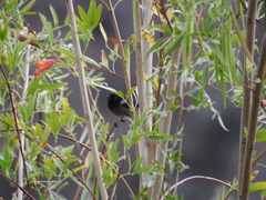 Diglossa carbonaria