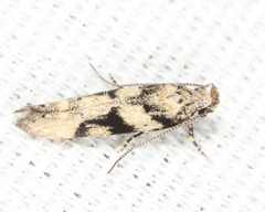 Coleotechnites atrupictella