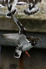 Arenaria interpres