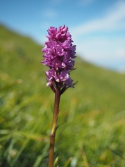 Gymnadenia × turnowskyi