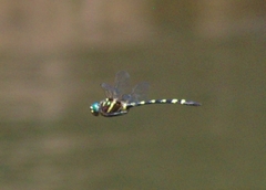 Macromia pacifica