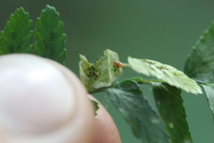 Phytoliriomyza felti