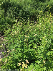 Filipendula ulmaria