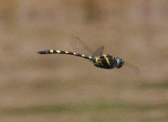 Macromia pacifica