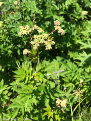 Filipendula ulmaria