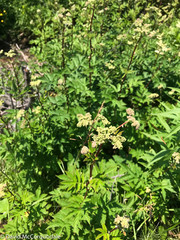 Filipendula ulmaria
