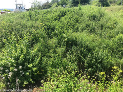 Filipendula ulmaria