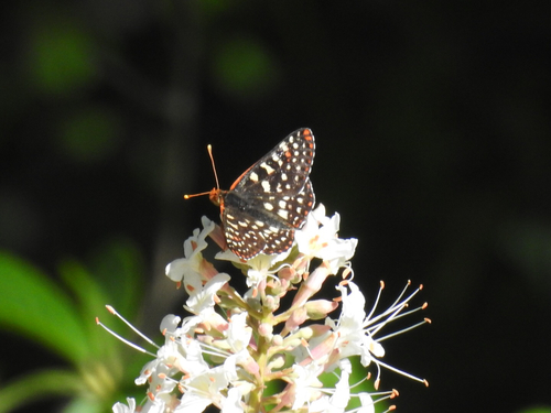 iNaturalist observation photo of Variable Checkerspot