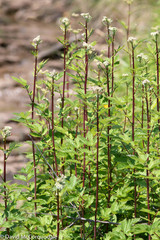 Filipendula ulmaria