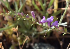 Sairocarpus vexillocalyculatus